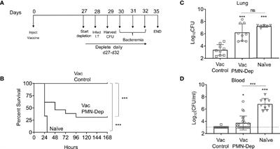 The Age-Driven Decline in Neutrophil Function Contributes to the Reduced Efficacy of the Pneumococcal Conjugate Vaccine in Old Hosts